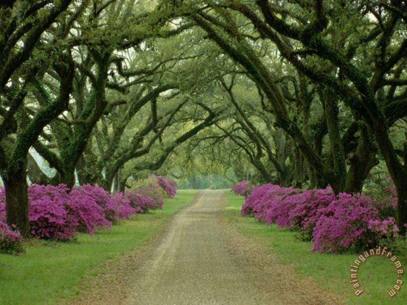 Collection A Beautiful Pathway Lined with Trees And Purple Azaleas Art Print