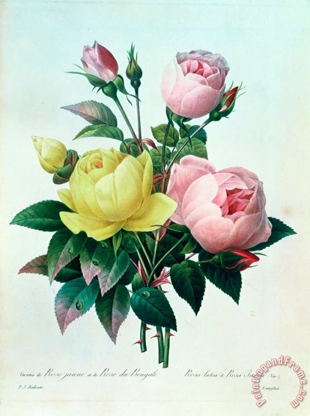 Pierre Joseph Redoute Rosa Lutea and Rosa Indica Art Painting