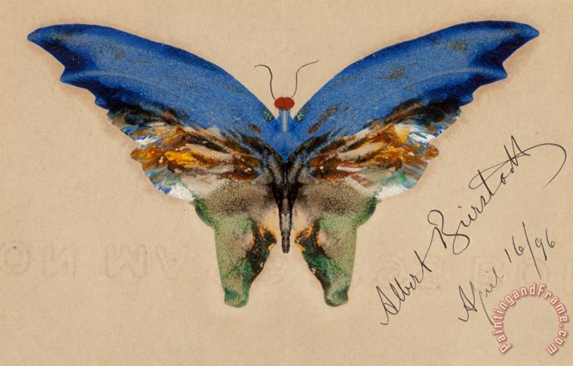 Albert Bierstadt Blue Butterfly, 1896 Art Painting