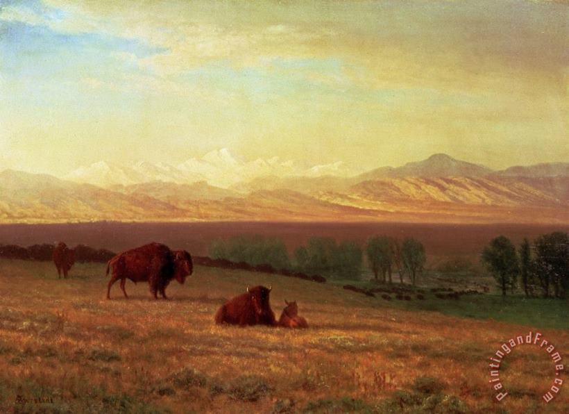 Albert Bierstadt Buffalo on The Plains Art Print