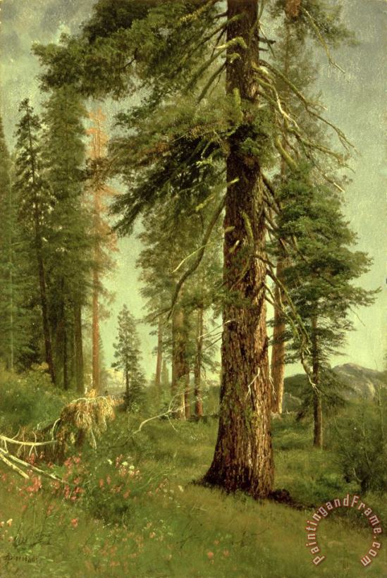 Albert Bierstadt California Redwoods Art Print