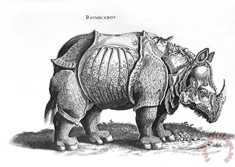 Rhinoceros No 76 From Historia Animalium By Conrad Gesner painting - Albrecht Durer Rhinoceros No 76 From Historia Animalium By Conrad Gesner Art Print