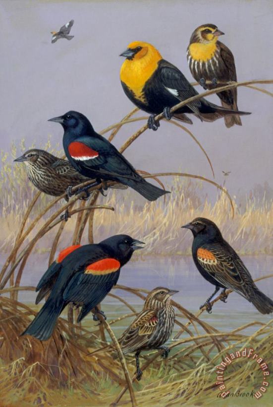 Blackbirds and Orioles perched on gold braid painting - Allan Brooks Blackbirds and Orioles perched on gold braid Art Print