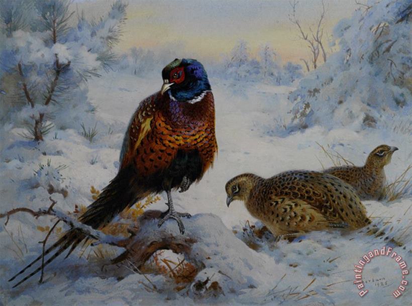 Cock And Hen Pheasant in Winter painting - Archibald Thorburn Cock And Hen Pheasant in Winter Art Print