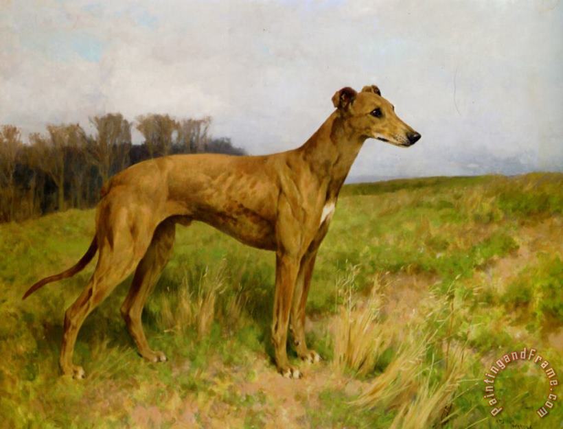 Champion Greyhound Dee Flint painting - Arthur Wardle Champion Greyhound Dee Flint Art Print