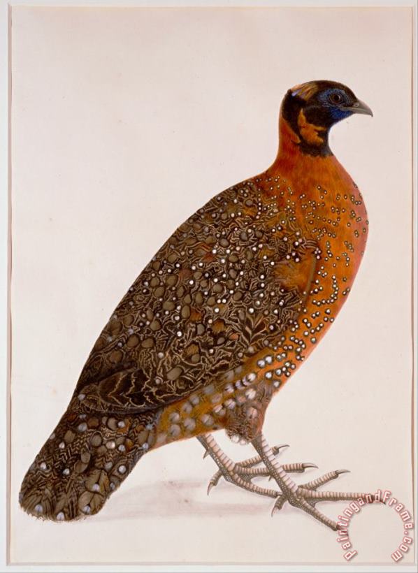 Artist, maker unknown, India Crimson Horned Pheasant (satyr Tragapan) Art Painting