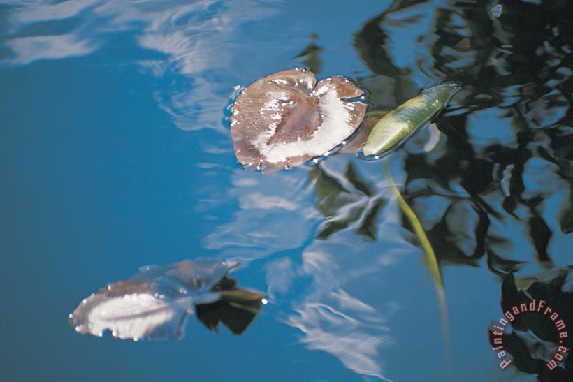 Water lily leaves and reflection of clouds in unknown lake painting - Australian School Water lily leaves and reflection of clouds in unknown lake Art Print