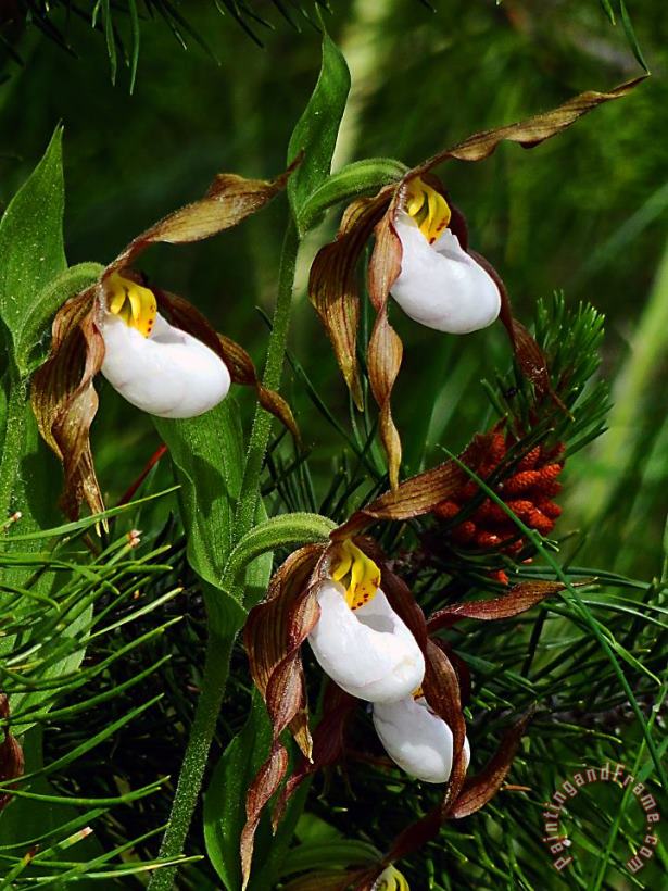 Mountain Lady's Slipper Orchid painting - Blair Wainman Mountain Lady's Slipper Orchid Art Print