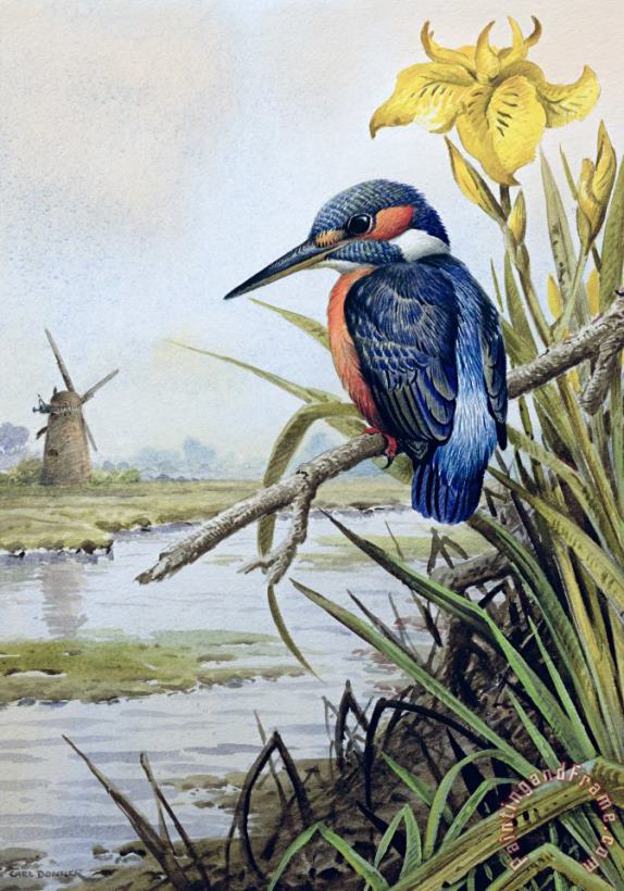 Kingfisher with Flag Iris and Windmill painting - Carl Donner Kingfisher with Flag Iris and Windmill Art Print