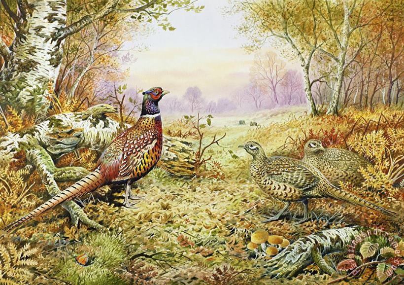 Pheasants in Woodland painting - Carl Donner Pheasants in Woodland Art Print