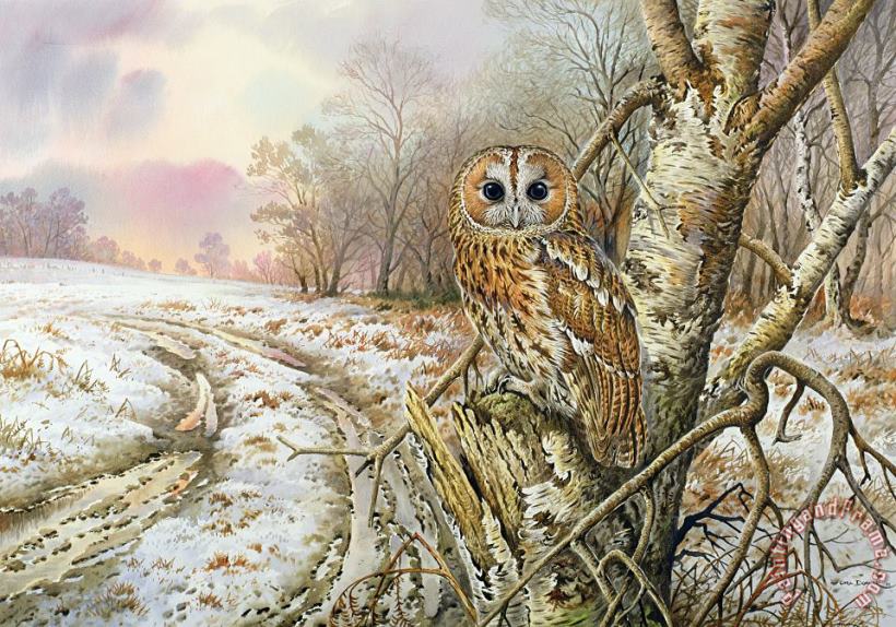 Carl Donner Tawny Owl Art Painting