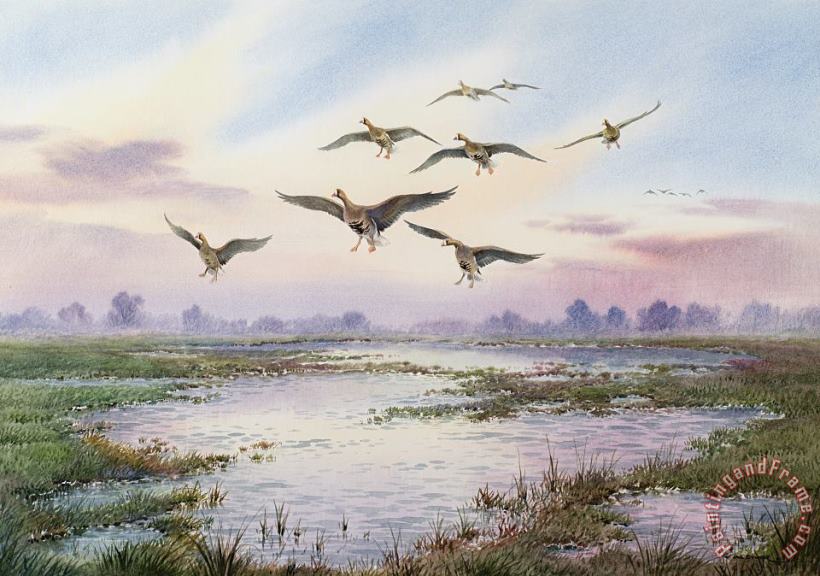 White-Fronted Geese Alighting painting - Carl Donner White-Fronted Geese Alighting Art Print