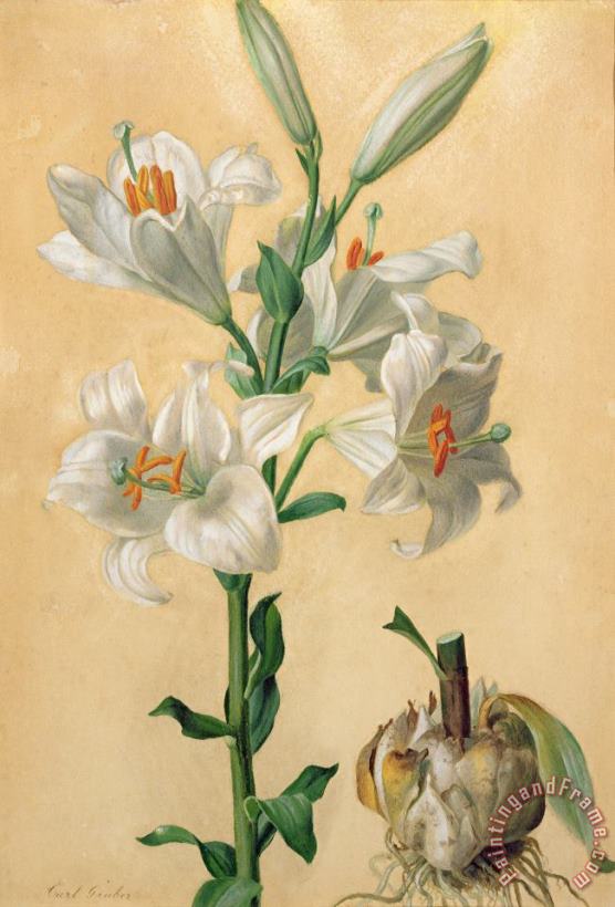 White Lily painting - Carl Franz Gruber White Lily Art Print