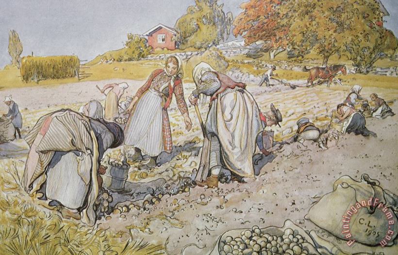 Carl Larsson Digging Potatoes Art Painting