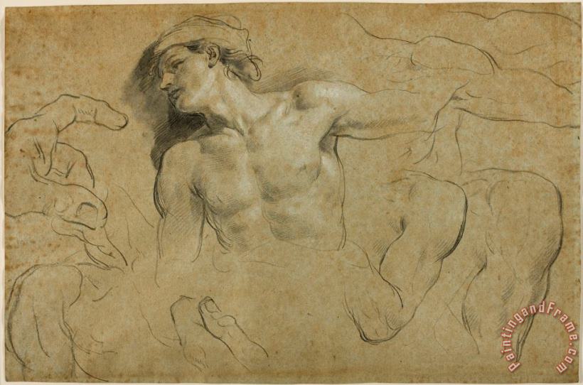 Studies of hands - shoulders and a leg painting - Carlo Cignani Studies of hands - shoulders and a leg Art Print