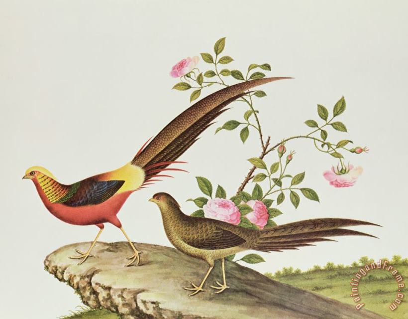 A Golden Pheasant painting - Chinese School A Golden Pheasant Art Print