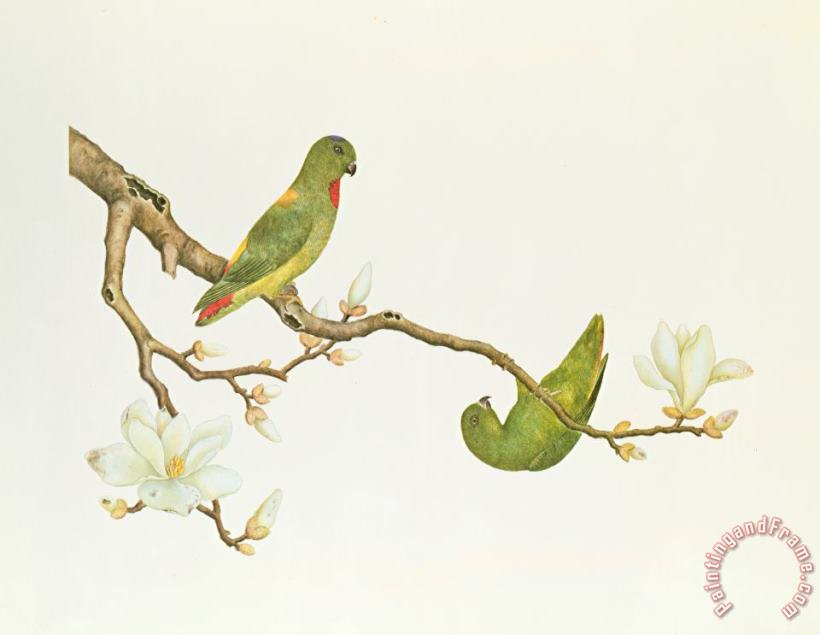 Blue Crowned Parakeet Hannging On A Magnolia Branch painting - Chinese School Blue Crowned Parakeet Hannging On A Magnolia Branch Art Print