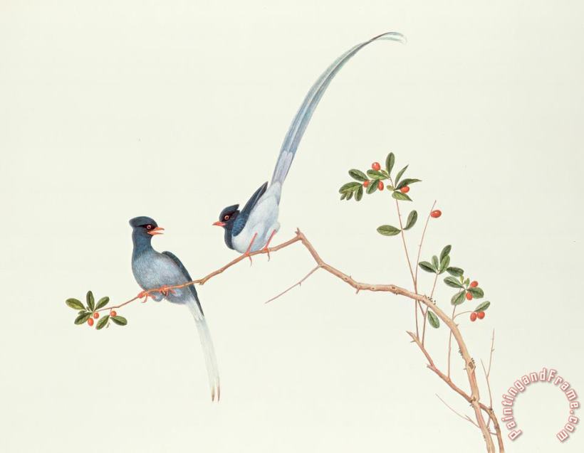 Chinese School Red Billed Blue Magpies On A Branch With Red Berries Art Painting