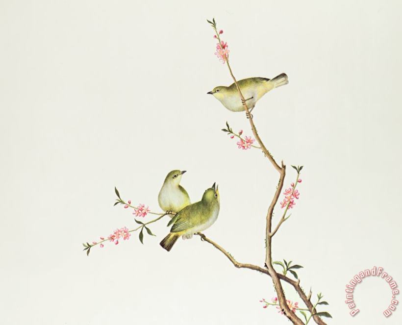 White Eye Bird painting - Chinese School White Eye Bird Art Print