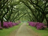 A Beautiful Pathway Lined with Trees And Purple Azaleas by Collection