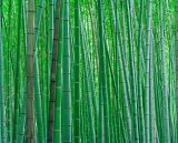 Bright Green Bamboo Forest in Kyoto Japan