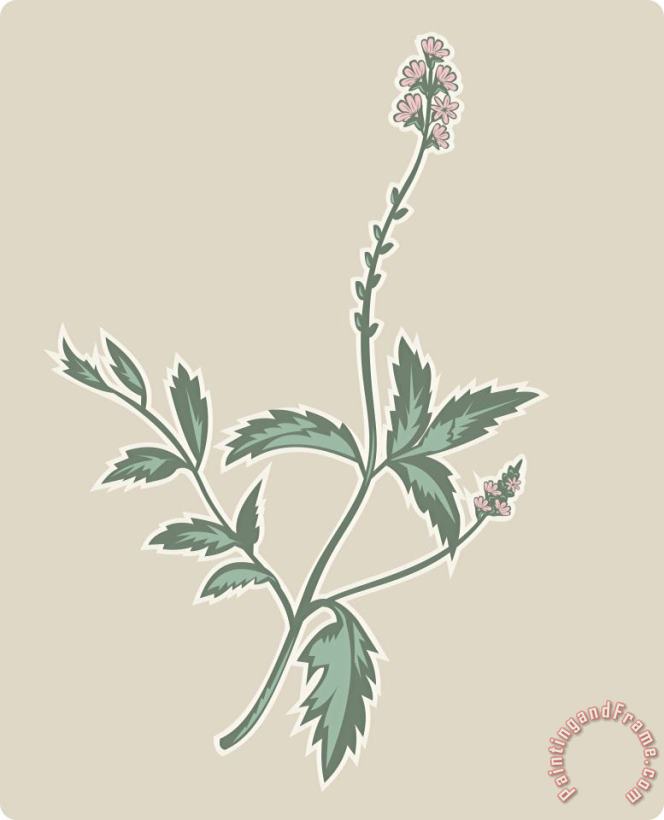 Collection 10 Verbena Flowering Plant Art Print