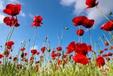 Poppies Season by Collection 12