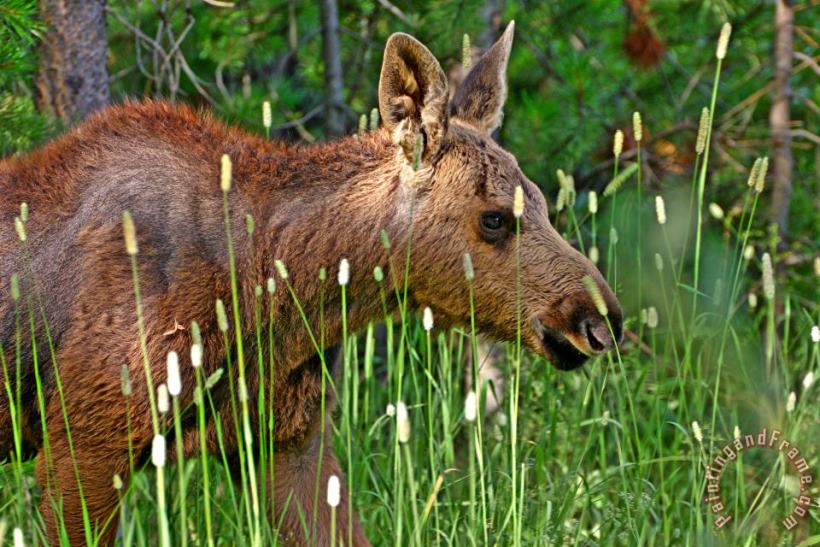 Baby Moose painting - Collection 14 Baby Moose Art Print