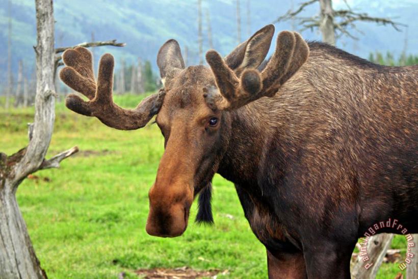 Bull Moose painting - Collection 14 Bull Moose Art Print