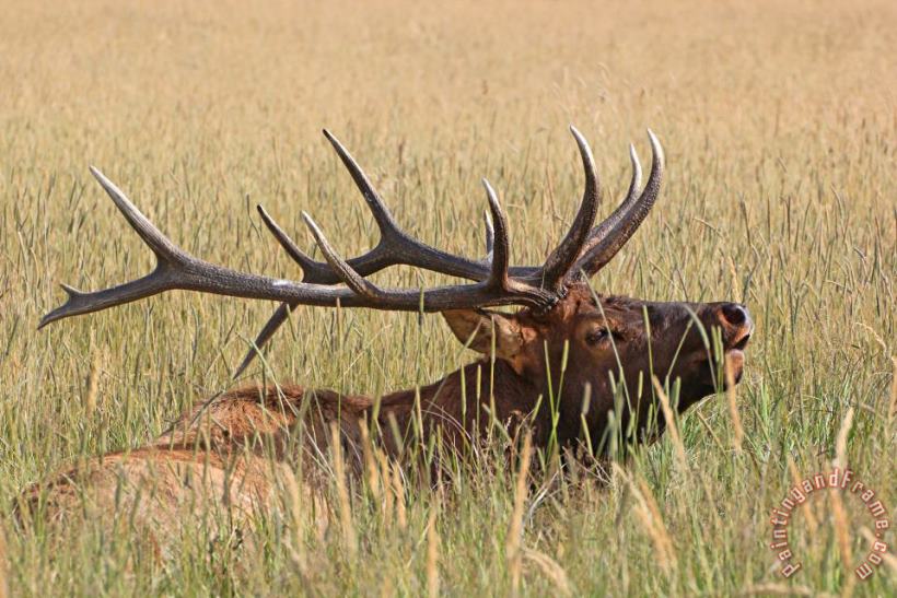 Collection 14 Elk Bugle Art Print