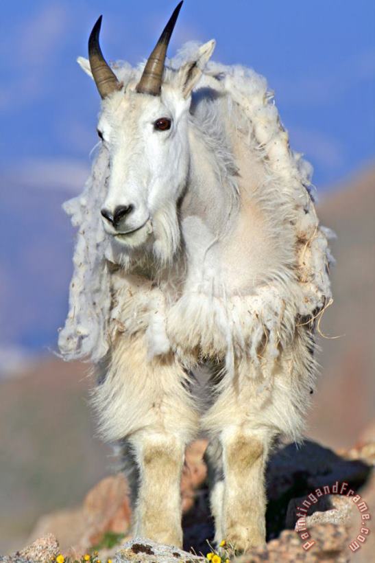 King of The Mountain painting - Collection 14 King of The Mountain Art Print