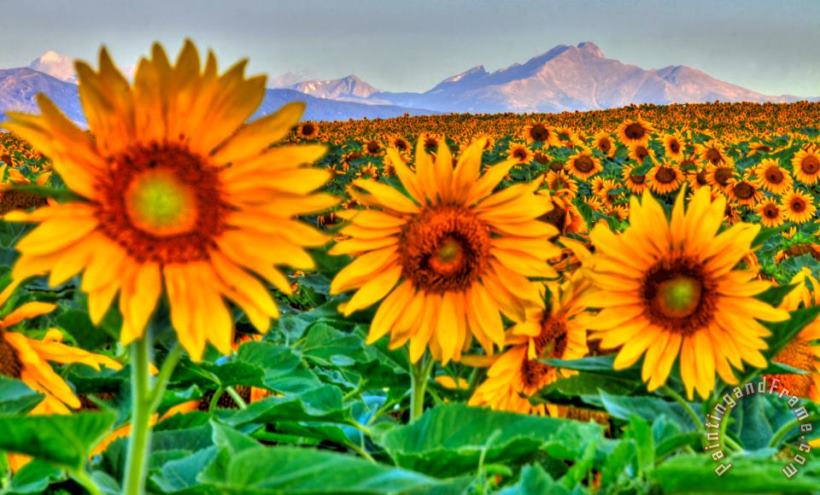 Collection 14 Longs Sunflowers Art Print