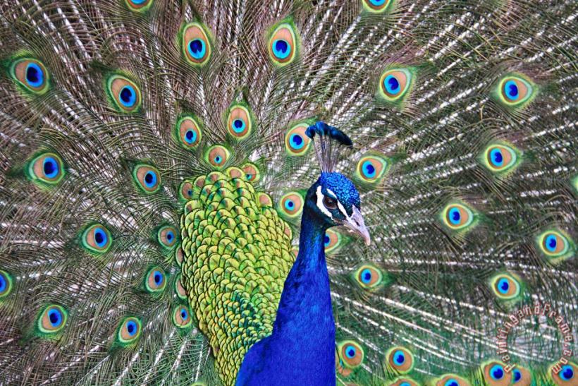 Collection 14 Peacock Colors Art Print