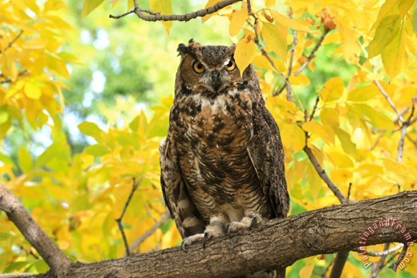 Collection 14 The Great Horned Owl Art Print