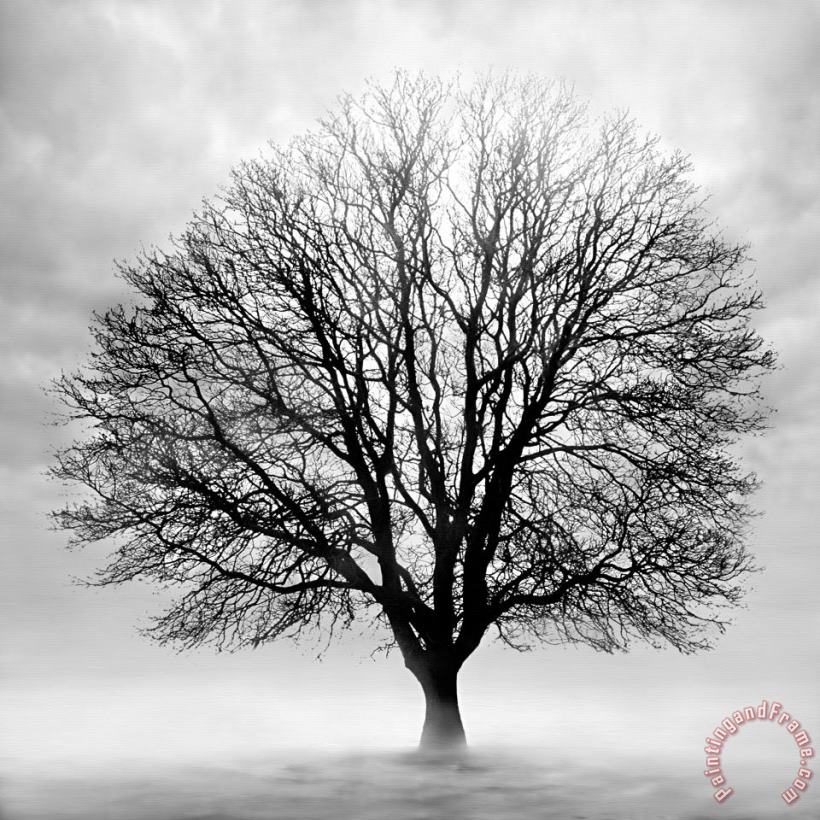 Collection 5 Silent Tree Art Print