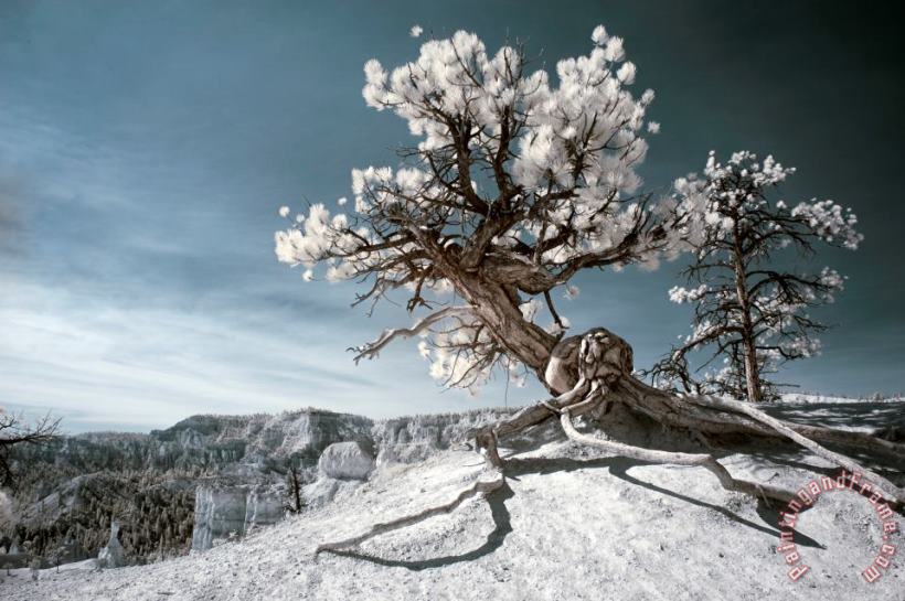 Collection 6 Bryce Canyon Infrared Tree Art Painting
