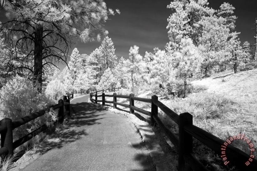 Collection 6 Bryce Canyon Trail Art Print