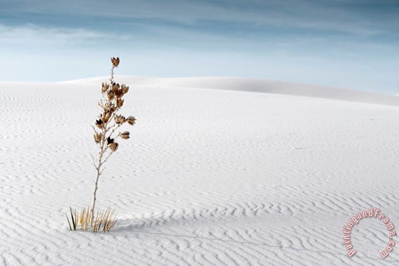 Collection 6 White Sands Art Print