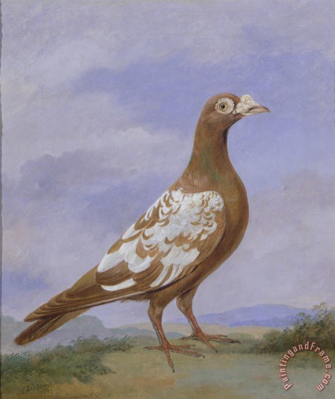 Red Pied Carrier Pigeon painting - D the younger Wolstenholme Red Pied Carrier Pigeon Art Print