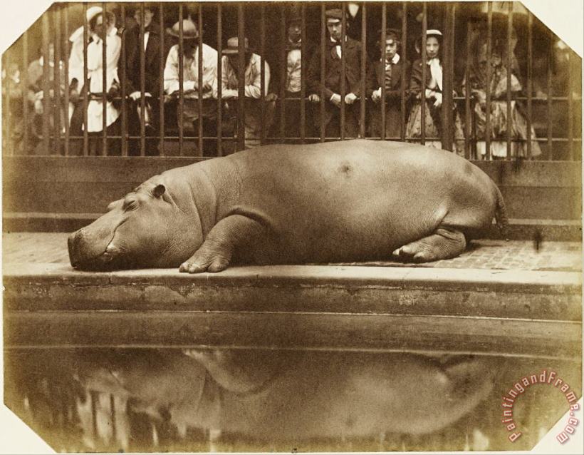 Don Juan, Comte De Montizon Obaysch, The Hippopotamus, London Zoo Art Print