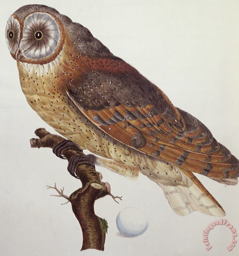 Dutch School Barn Owl Art Print