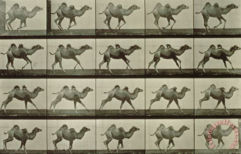 Camel painting - Eadweard Muybridge Camel Art Print