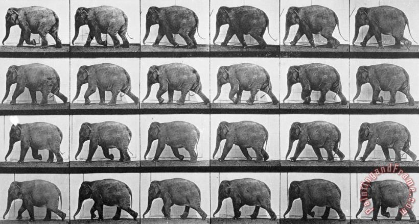Elephant Walking painting - Eadweard Muybridge Elephant Walking Art Print