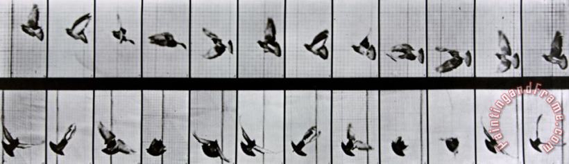 Flying Bird painting - Eadweard Muybridge Flying Bird Art Print