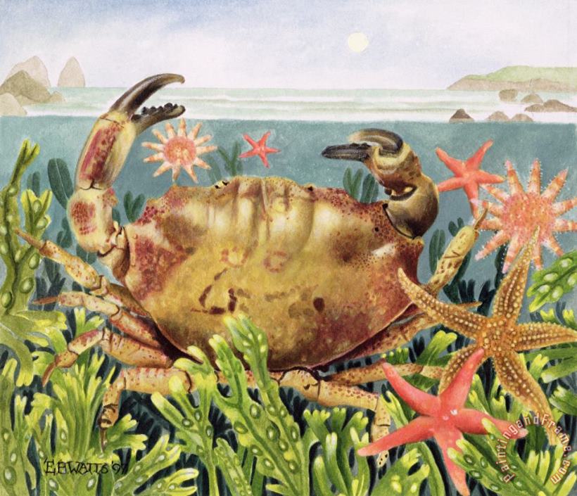 Furrowed Crab With Starfish Underwater painting - EB Watts Furrowed Crab With Starfish Underwater Art Print