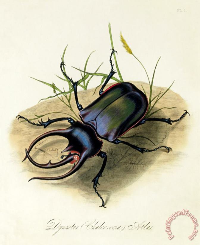 Edward Donovan Atlas Beetle, Chalcosoma Atlas Art Painting