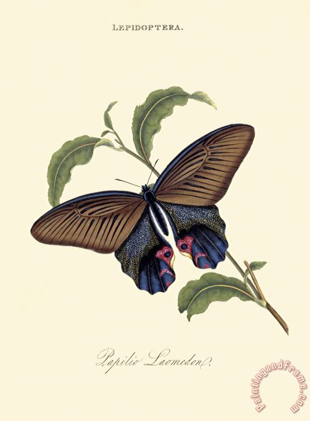 Papilio Laomedon painting - Edward Donovan Papilio Laomedon Art Print