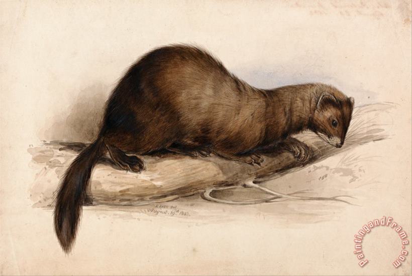A Weasel painting - Edward Lear A Weasel Art Print