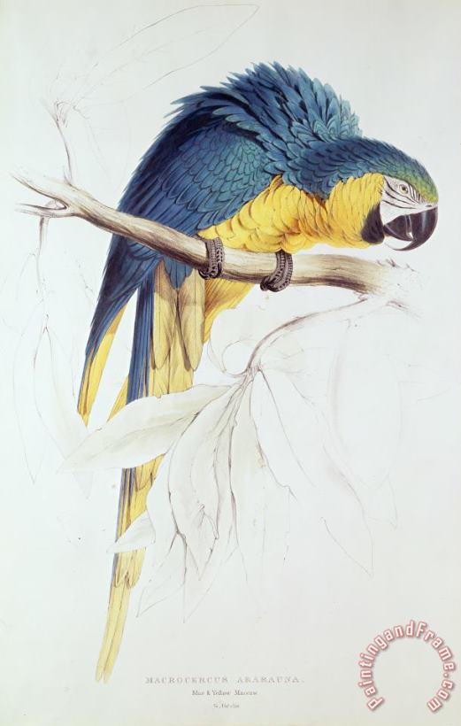 Edward Lear Blue And Yellow Macaw Art Painting