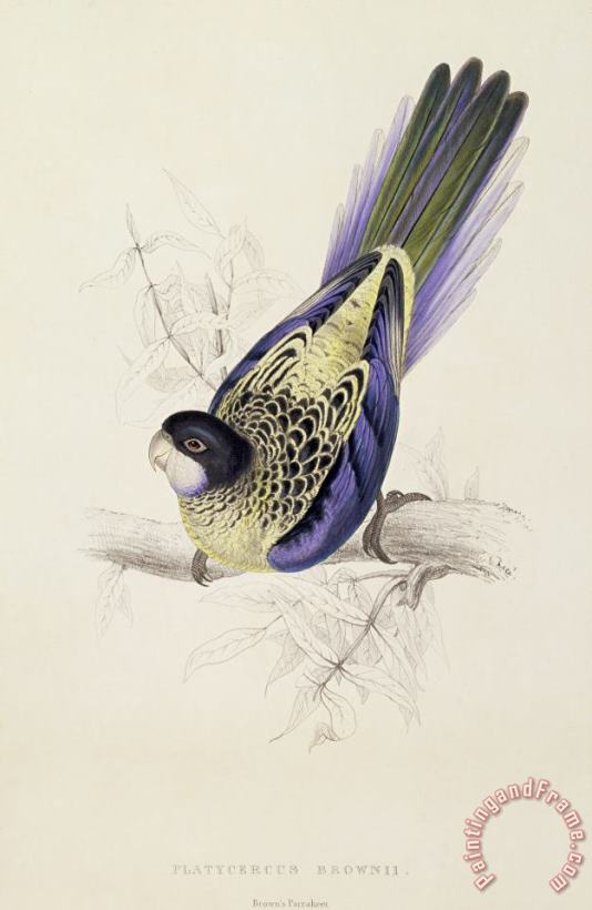 Edward Lear Browns Parakeet Art Print